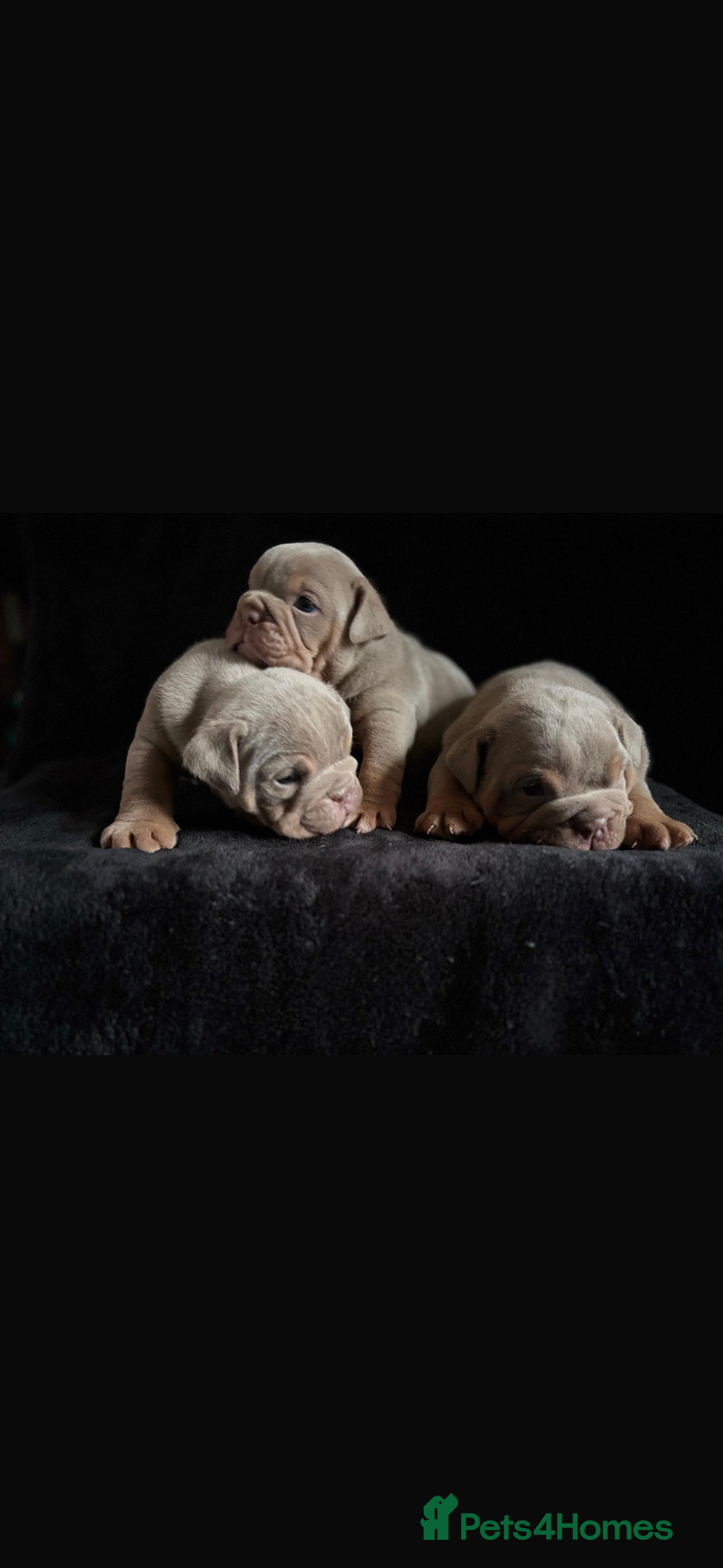 English Bulldog dogs for sale: 2 English bulldog 'lilac' puppies READY 8TH DEC 25 - Advert 4