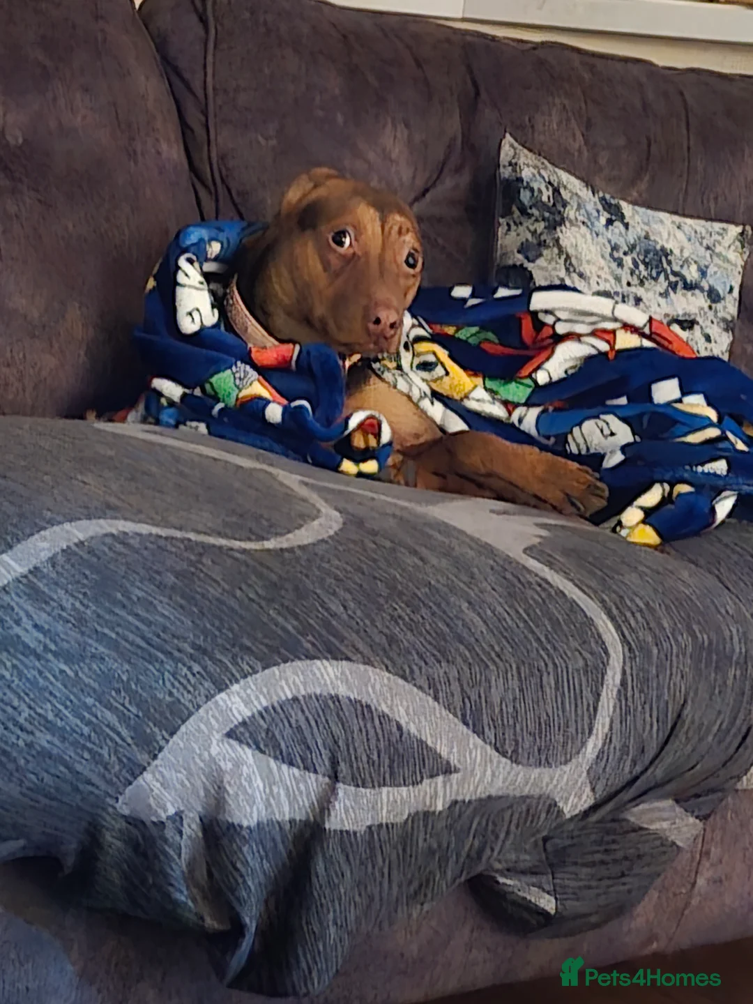 Mixed Breed dogs for sale: 1 year old Ava needs loving home  in Croydon - Advert 6