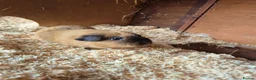 Guinea Pig rodents for sale: Male Californian Guinae Pig - Advert 2