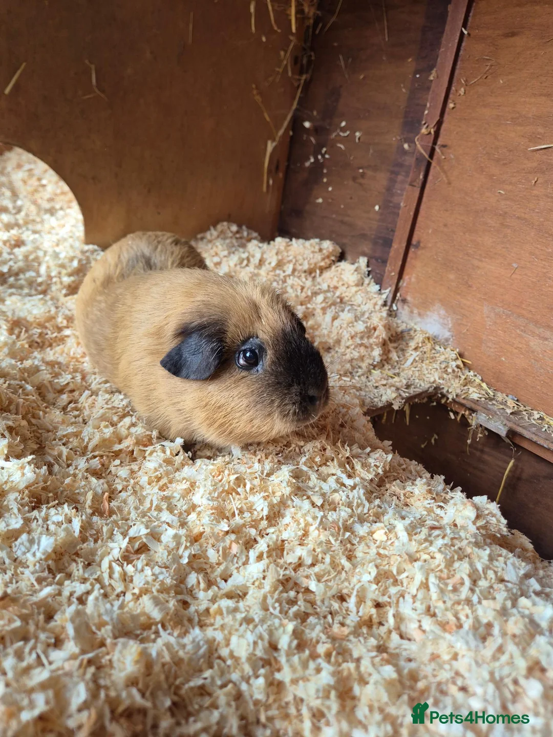 Guinea Pig rodents for sale: Male Californian Guinae Pig - Advert 2