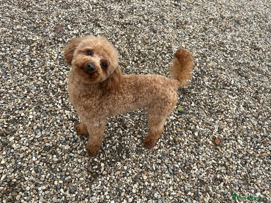 Toy Poodle dogs for stud: 🌹 RED TOY POODLE 9 INCH 2.8 KG HEALTH TESTED 🌹 in Romford - Advert 28