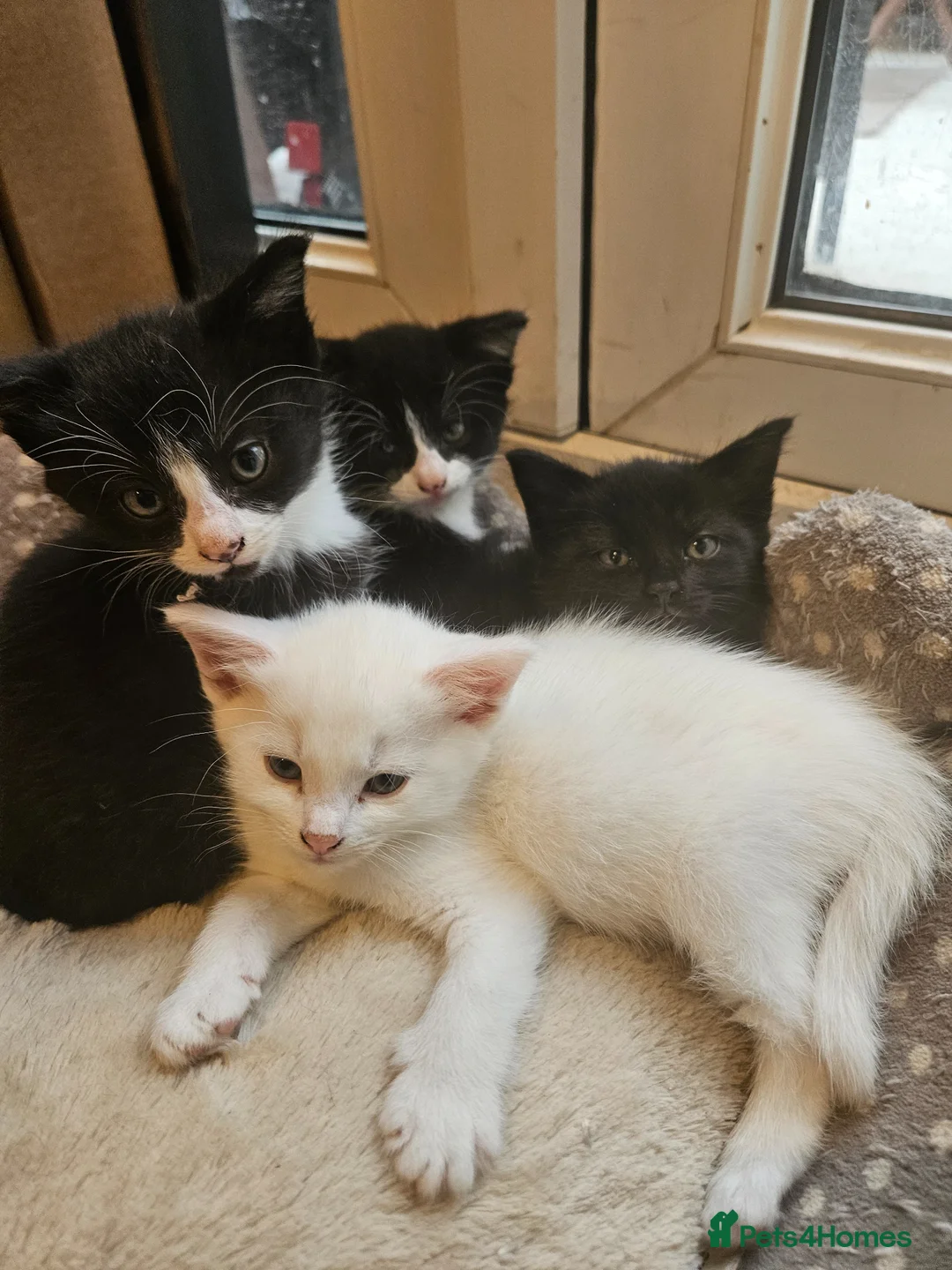 Mixed Breed cats for sale: Kittens  - Advert 6