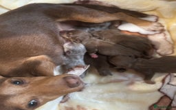 Jack Russell dogs for sale: Much Wenlock stunning miniature puppy  - Advert 2