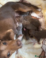 Jack Russell dogs Much Wenlock stunning miniature puppy - Advert 11