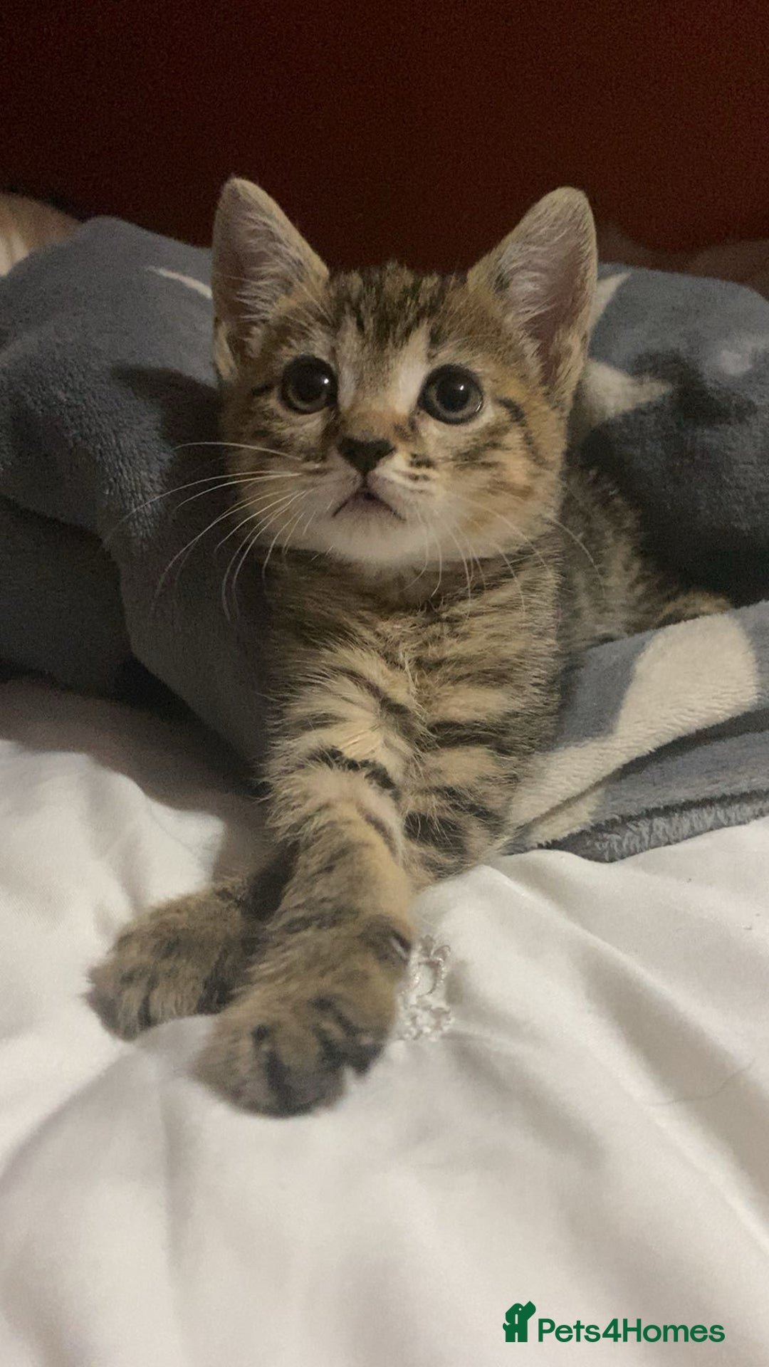 Bengal cats for sale: Beautiful baby bengal girl  - Advert 6