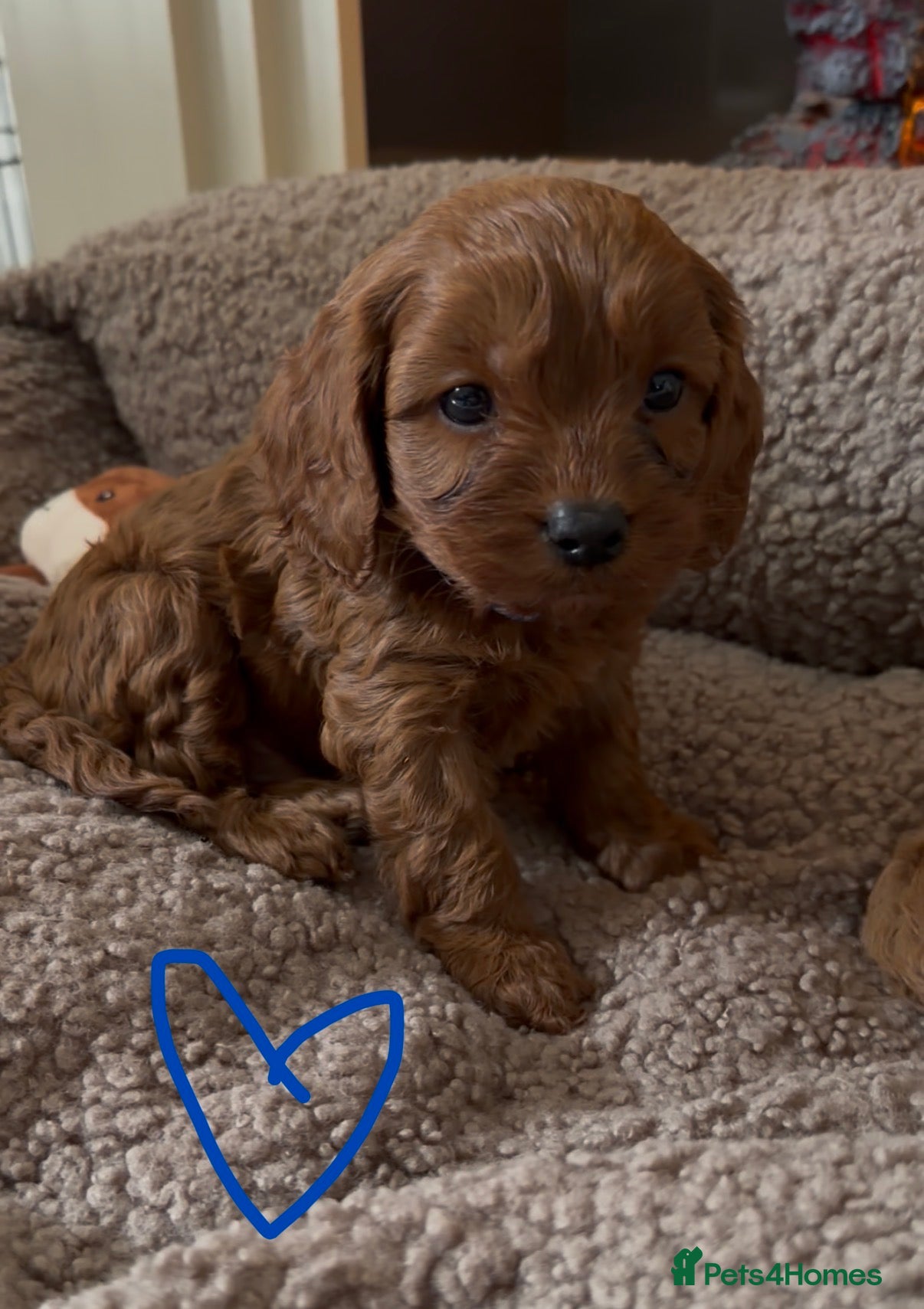 Cavapoo dogs F1 Cavapoo Puppies 🤎 1 red boy available 🤎 - Advert 10