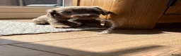 Miniature Dachshund dogs for sale: Mini dachshunds available  in Willenhall - Advert 9