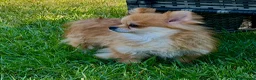 Pomeranian dogs for adoption: DARCY – Miniature Pomeranian - Advert 3