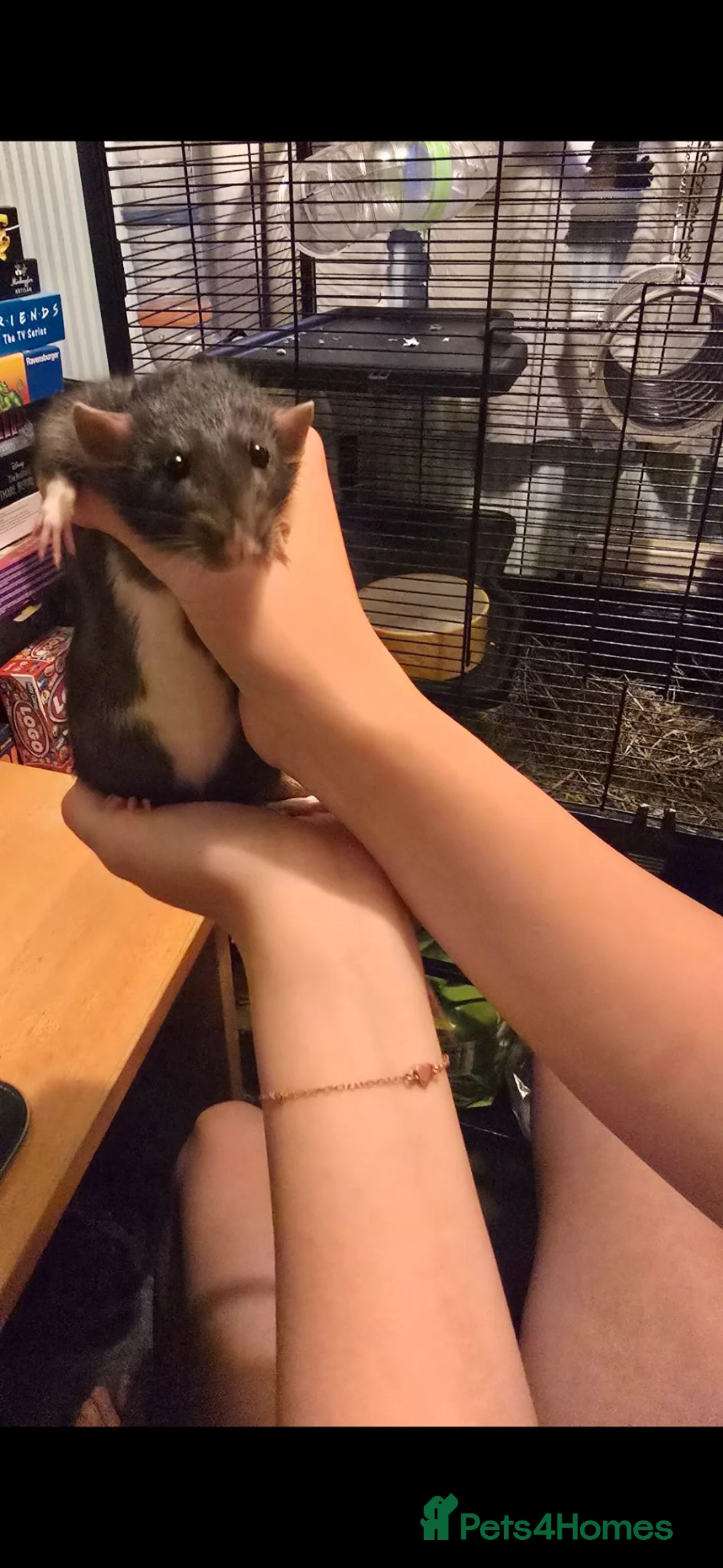 Rat rodents for sale: Rats 6 months old in Kidderminster - Advert 4