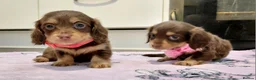 Miniature Dachshund dogs for sale: Sweetest Longhaired/One S.Haired Mini's 🤎🐾 - Advert 3