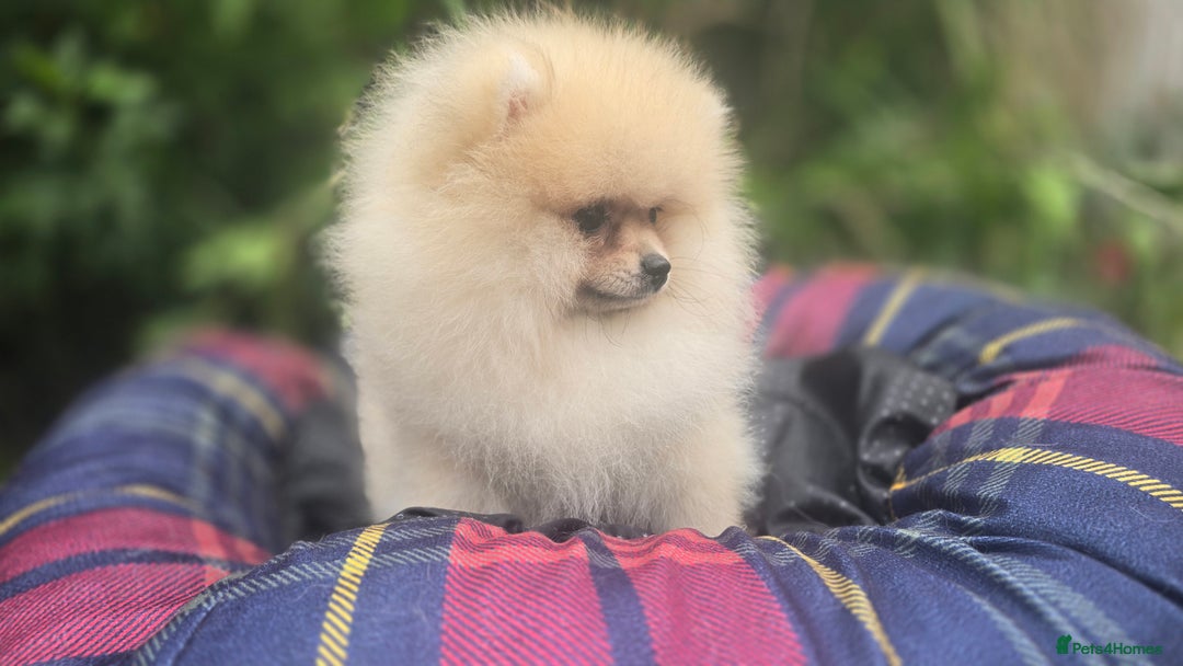 Pomeranian dogs for sale: XXS🐶KC REG🐾Pomeranian Puppies for sale🐶 in Brentwood - Image 29