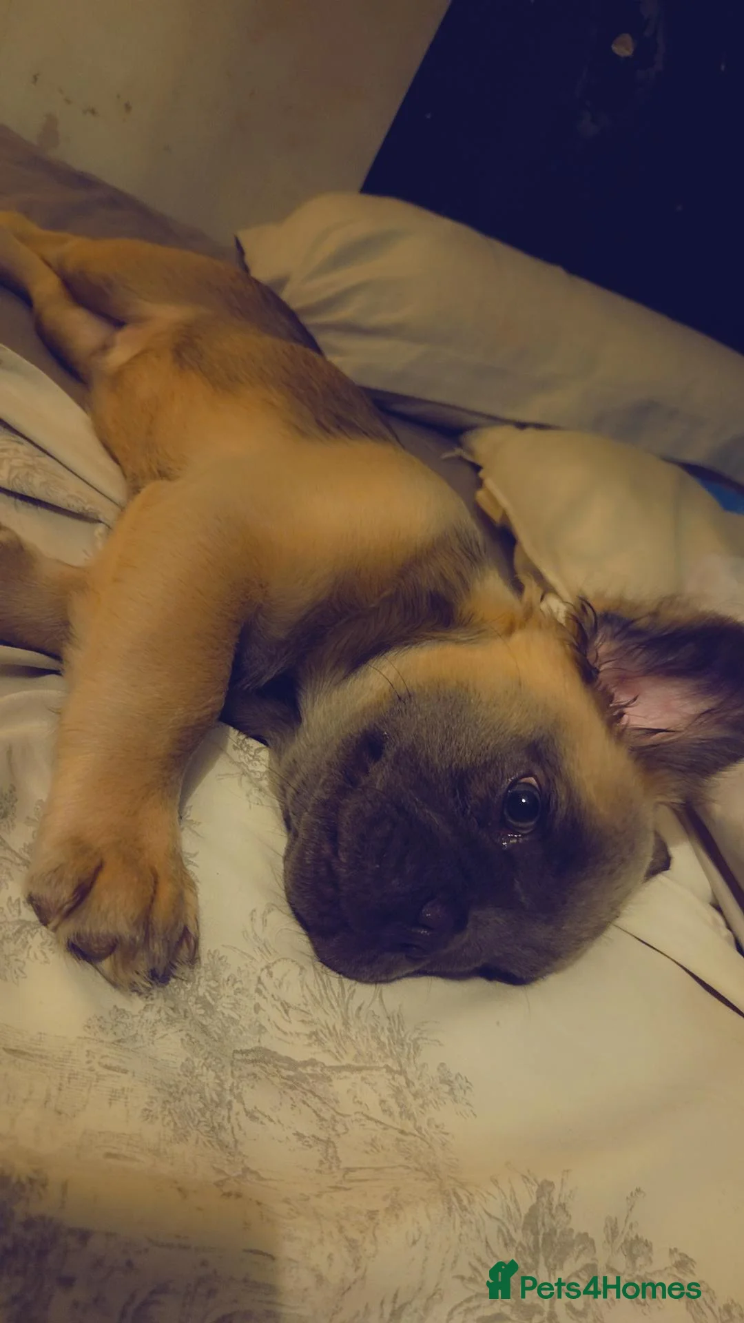 French Bulldog dogs for sale: Fluffy French Bulldog  in Reading - Advert 2