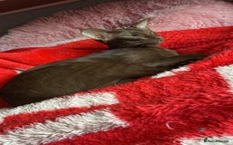 Oriental cats for sale: GCCF Oriental Shorthair Neutered Female For Sale - Image 10