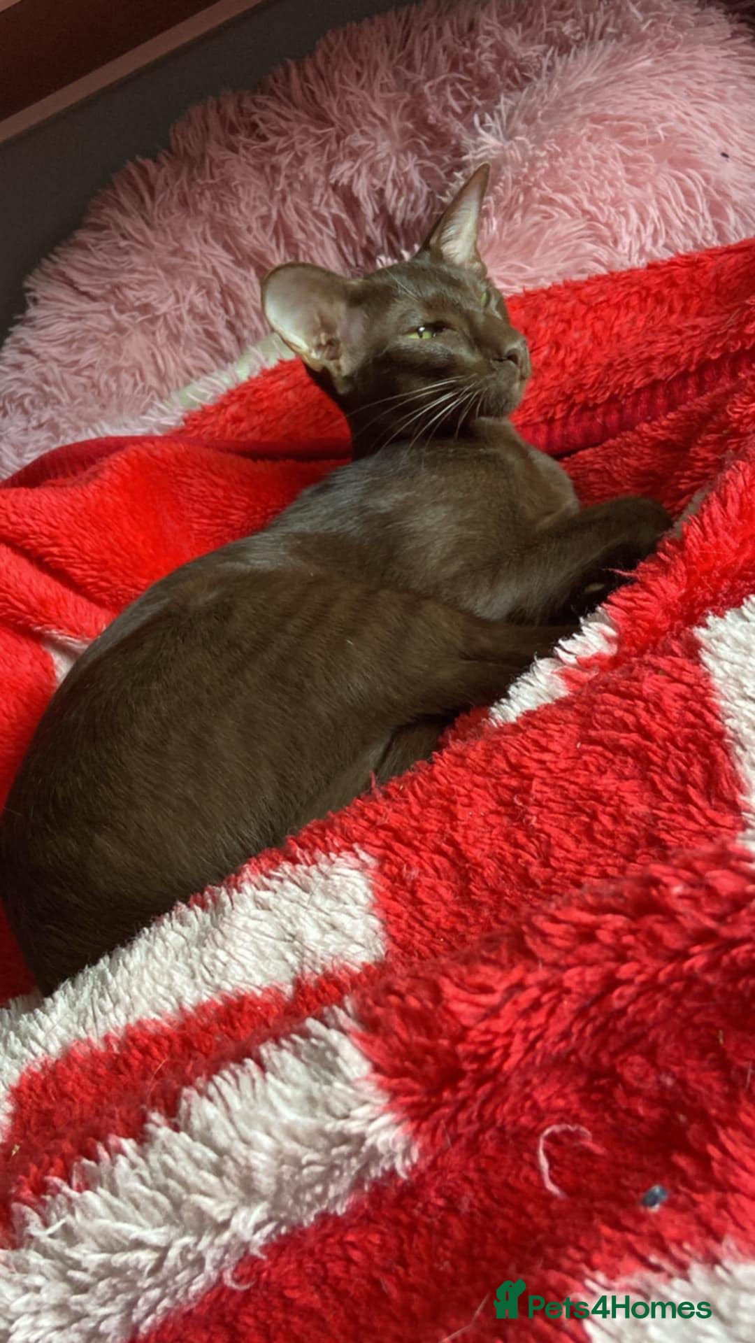 Oriental cats for sale: GCCF Oriental Shorthair Neutered Female For Sale - Image 10