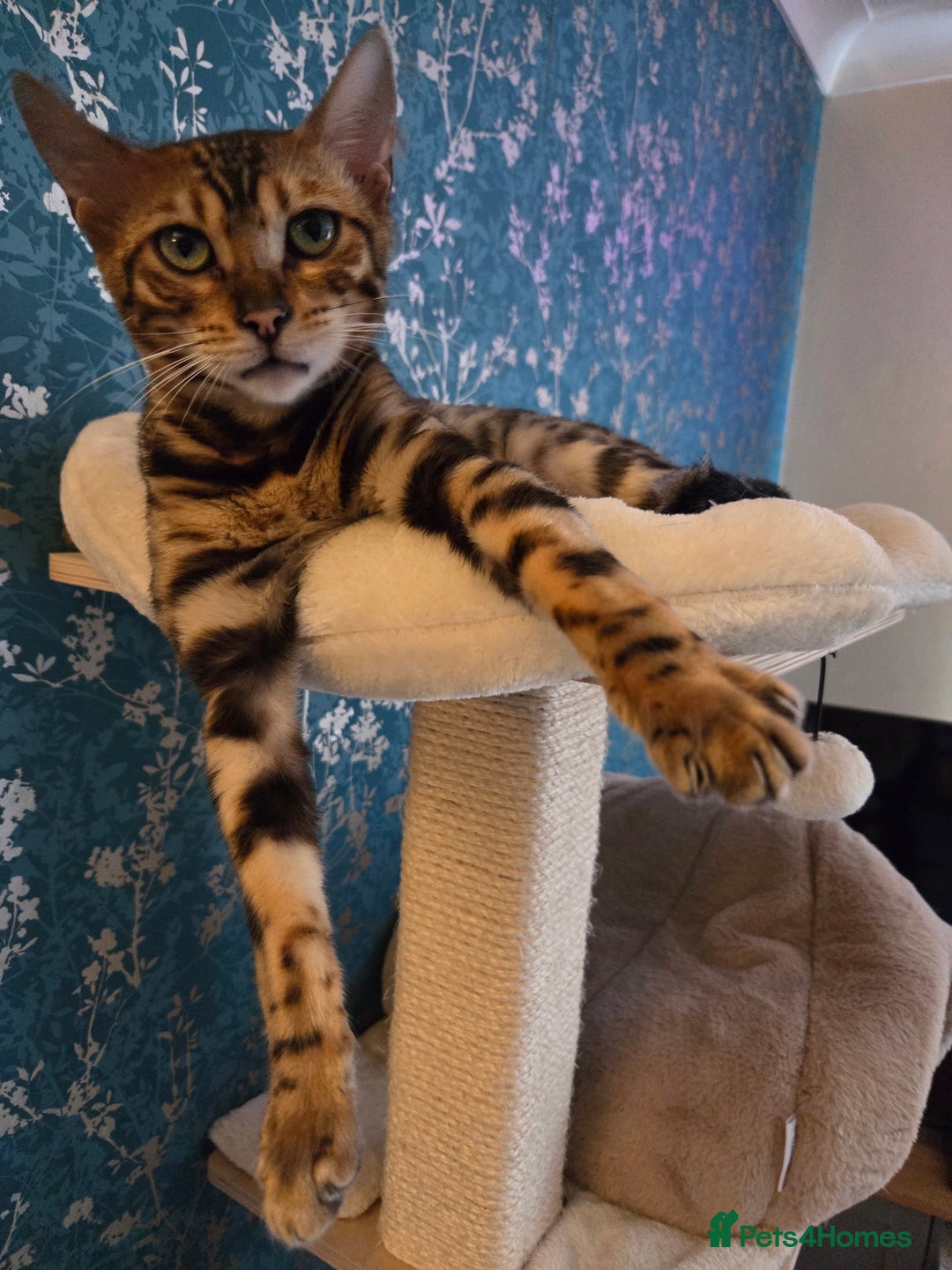 Bengal cats for sale: Tica reg bengal girl - Advert 2