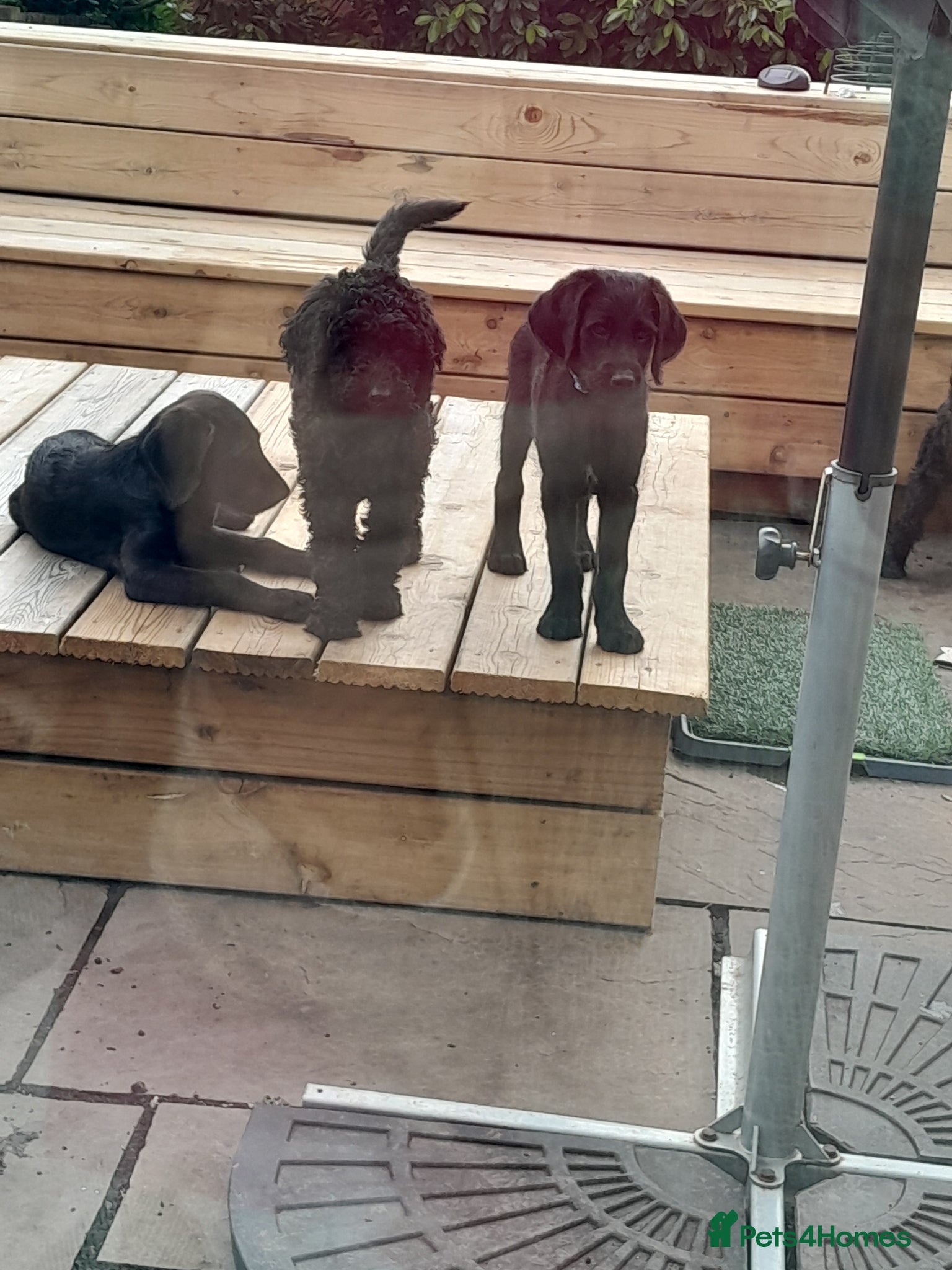 Goldendoodle dogs GORGEOUS GOLDENDOODLE  PUPPIES READY FOR NEW HOMES - Advert 2