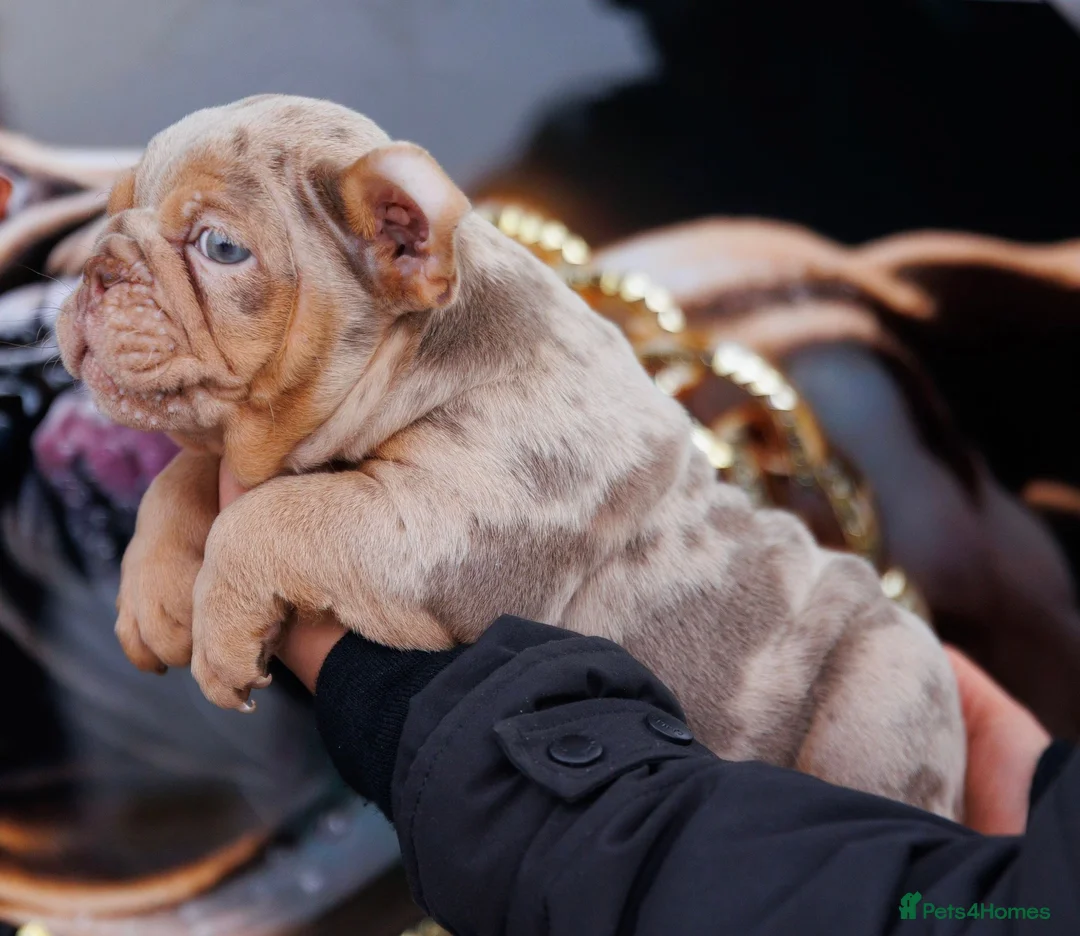 English Bulldog dogs for sale: ENGLISH BULLDOGS MERLE EPIC BULLYZ LILAC  - Advert 4
