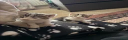 British Shorthair cats for sale: Kitten’s  in Darlington - Advert 18