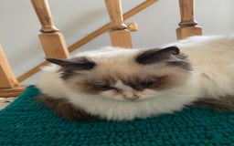 Ragdoll cats for sale: 🐾 adorable ragdoll kittens for sale 🐾  - Image 13
