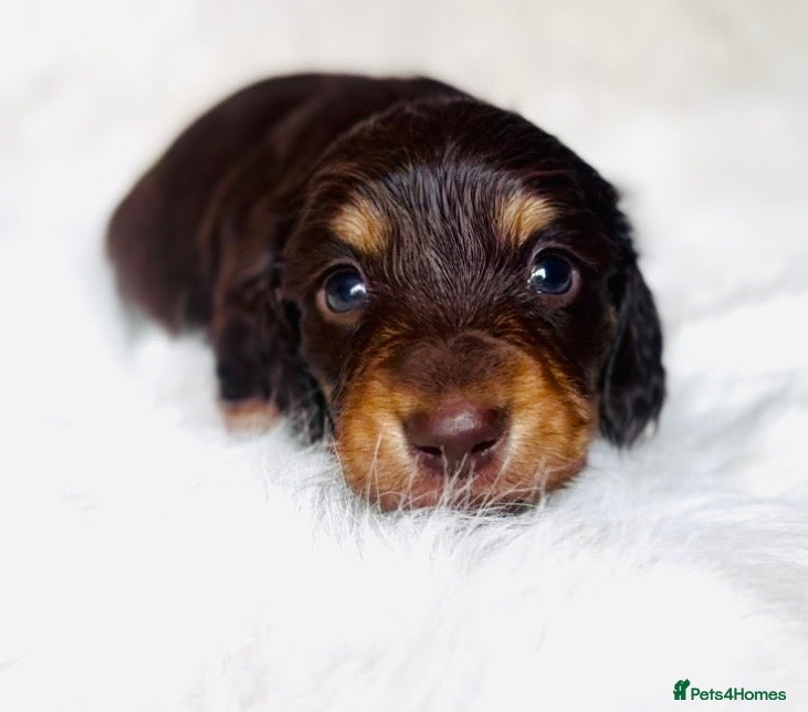 Miniature Dachshund dogs KC Reg Long Haired Miniature Dachshund Puppies - Advert 8