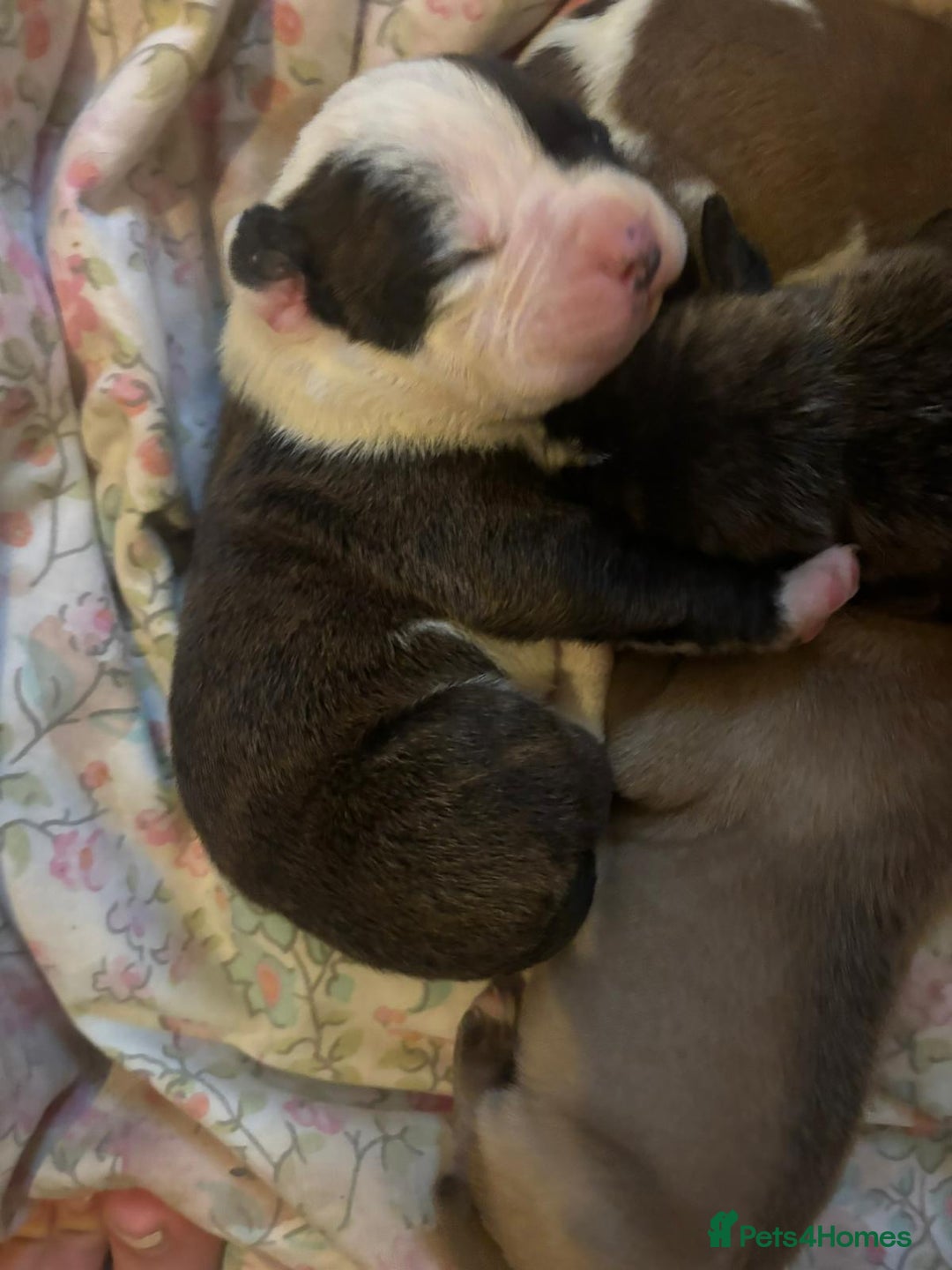 American Bulldog dogs for sale: American bulldog pups for sale - Advert 7