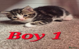Mixed Breed cats for sale: Gorgeous Tabby x Tuxedo male kitten  - Image 13