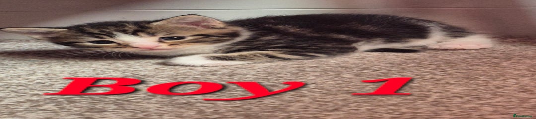 Mixed Breed Kitten 1