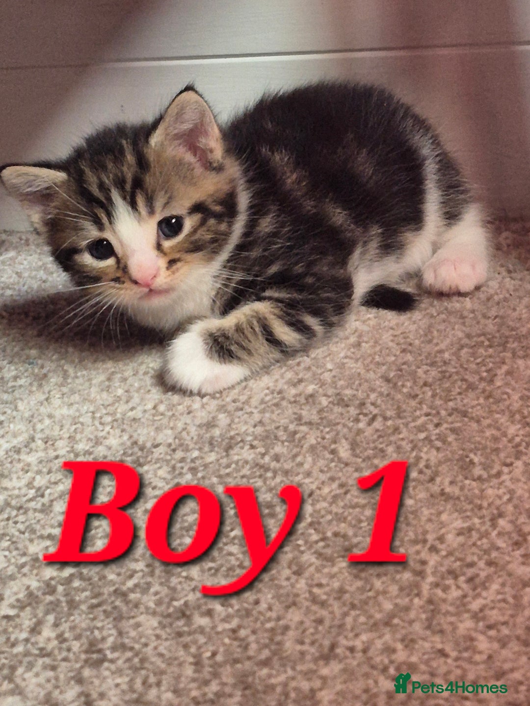 Mixed Breed cats for sale: Gorgeous Tabby x Tuxedo male kitten  - Image 13