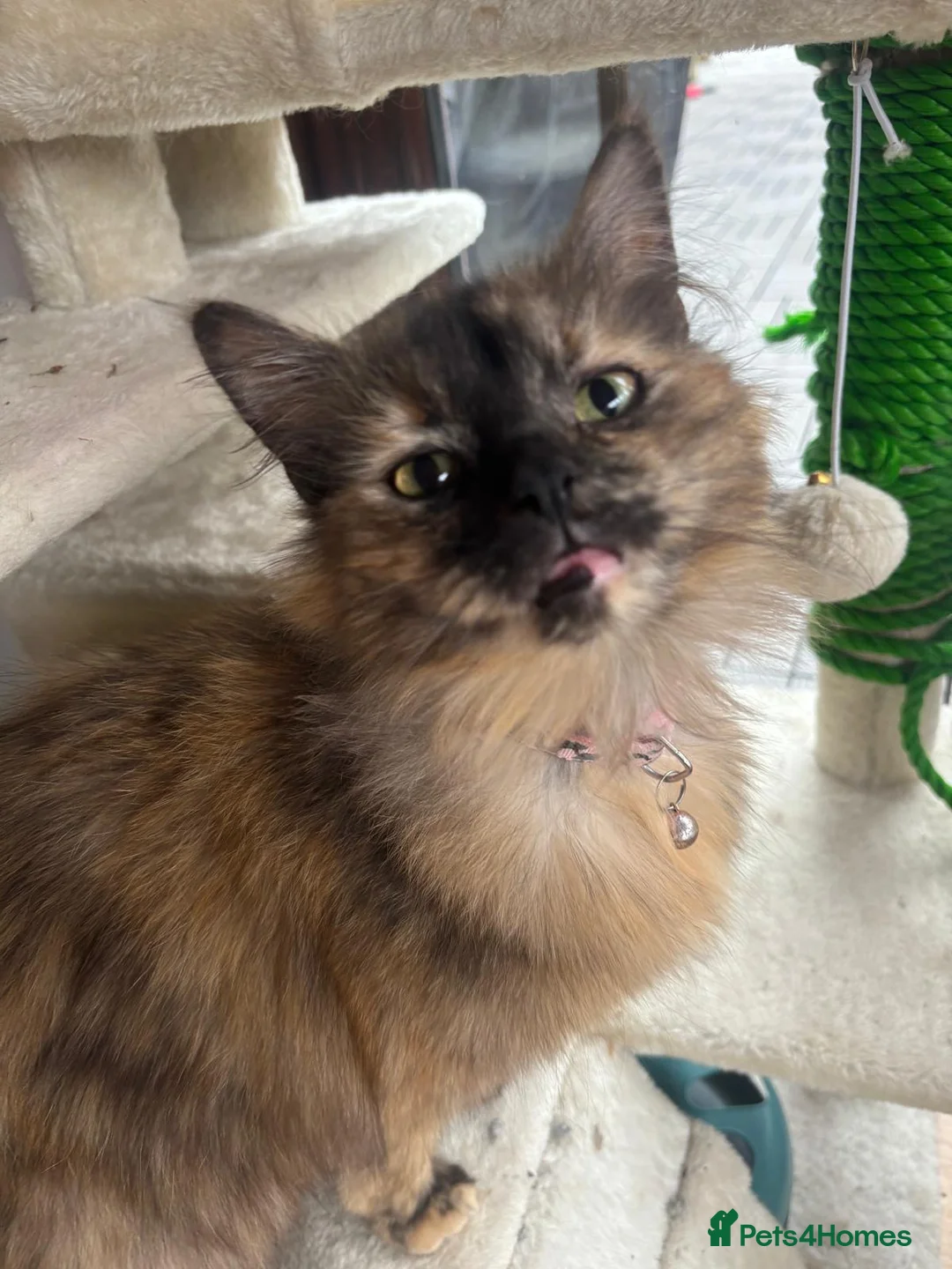 Mixed Breed cats for sale: MAIN COON MIX SIBLINGS  - Advert 9