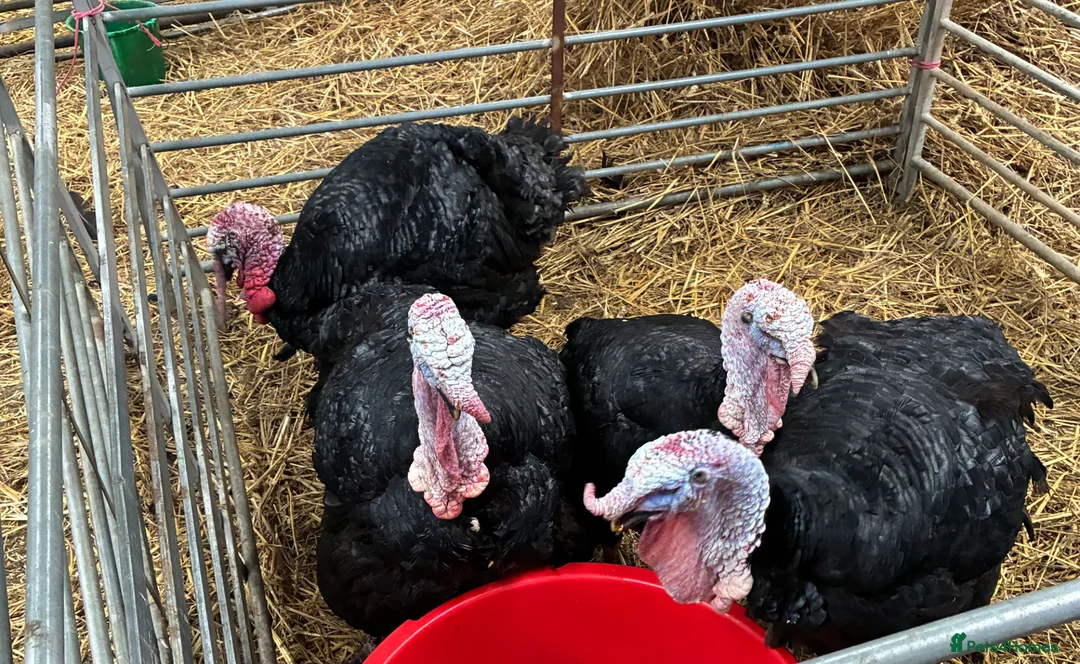 Turkeys poultry for sale: Nolfolk turkeys - Advert 4