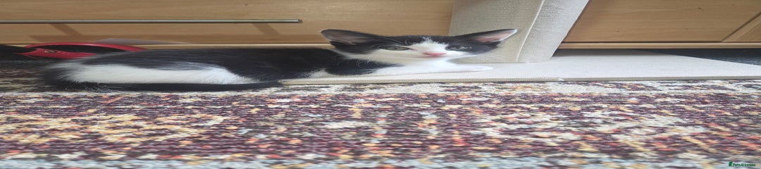 Domestic Shorthair Kitten 1