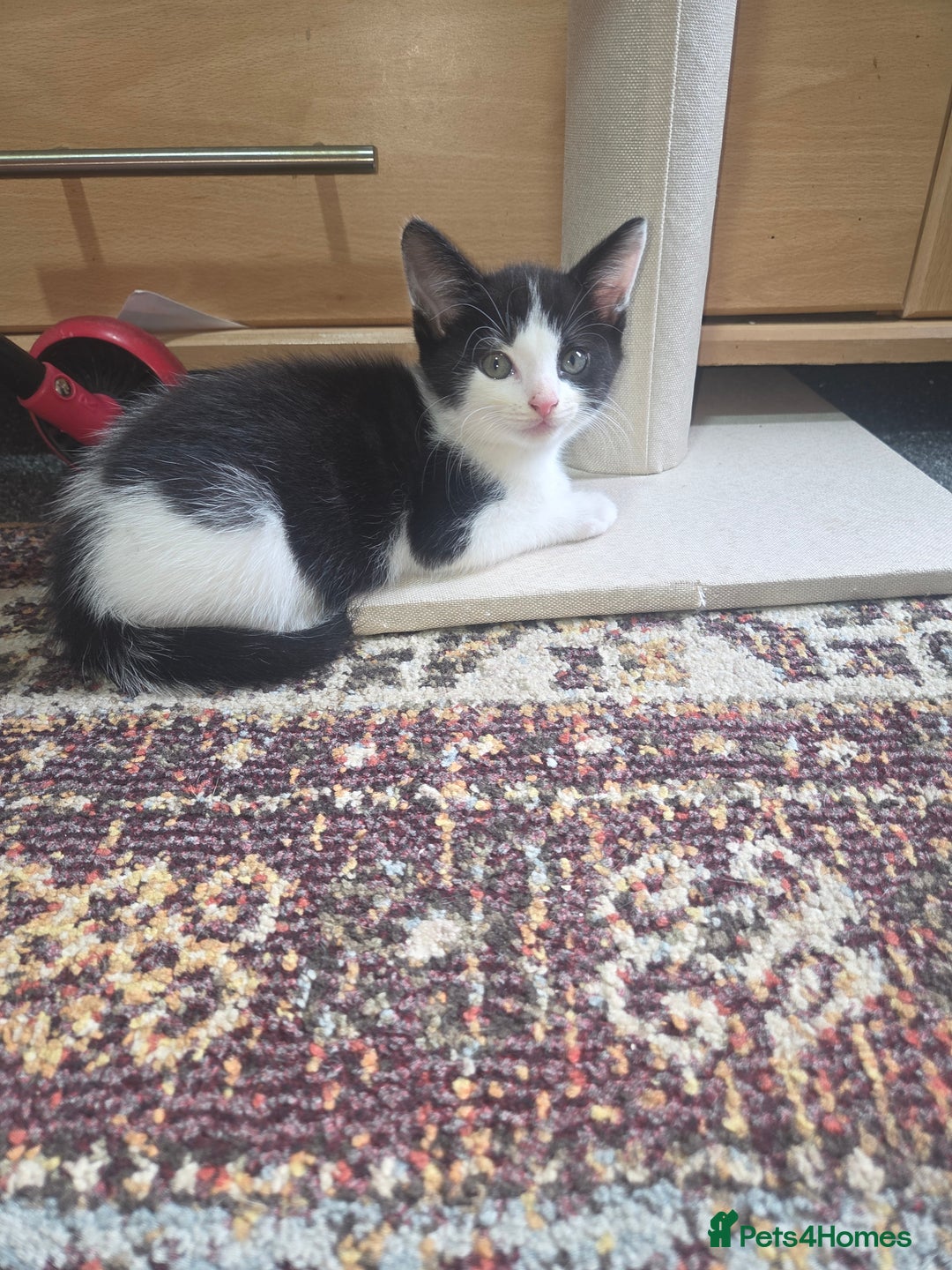 Domestic Shorthair cats for sale: 2 male kittens - Image 4