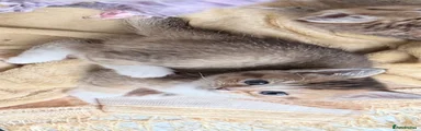 British Shorthair Kitten 6