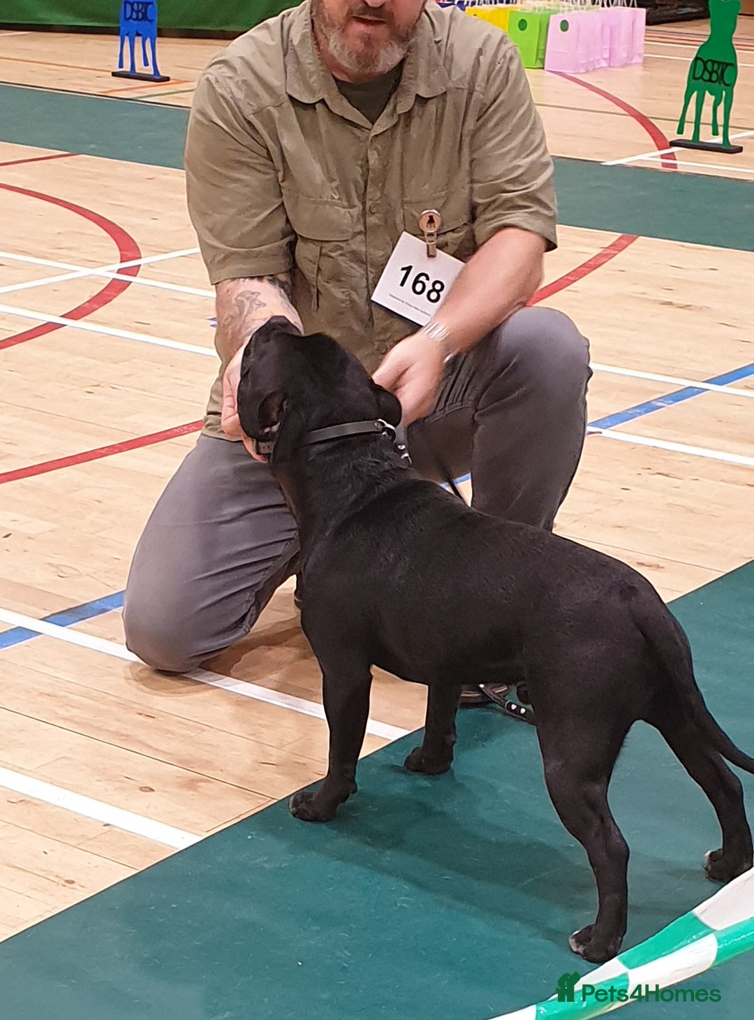 Staffordshire Bull Terrier dogs for stud: Black/Brindle and White Show quality Boy for Stud - Image 4