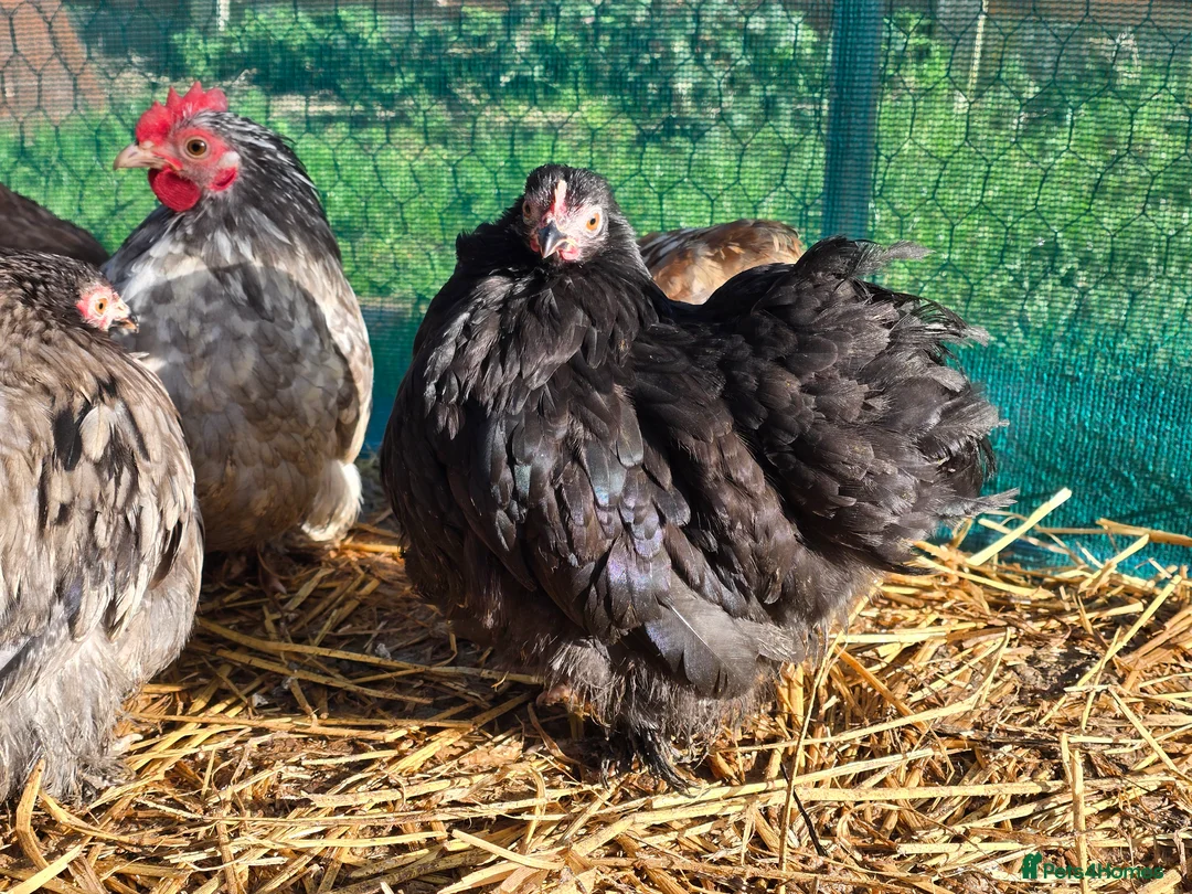 Chickens poultry for sale: Chicks & Chickens - Advert 8