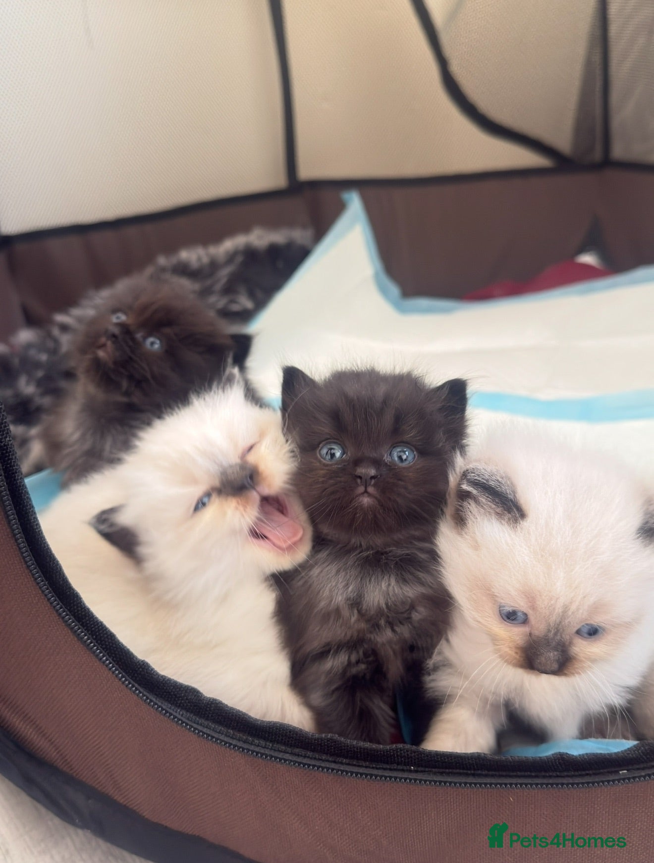 Mixed Breed cats Ragdoll & British Longhair Mix Kittens - Advert 17