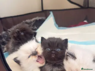 Mixed Breed cats Ragdoll & British Longhair Mix Kittens - Advert 17