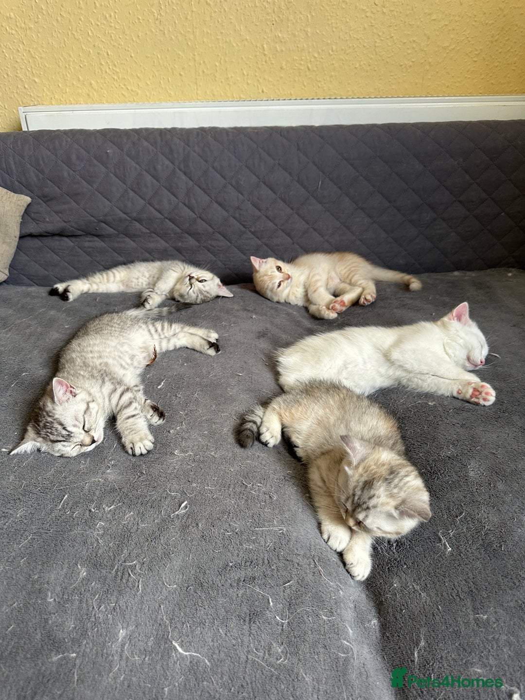 British Shorthair cats for sale: Stunning British Shorthair  - Image 14