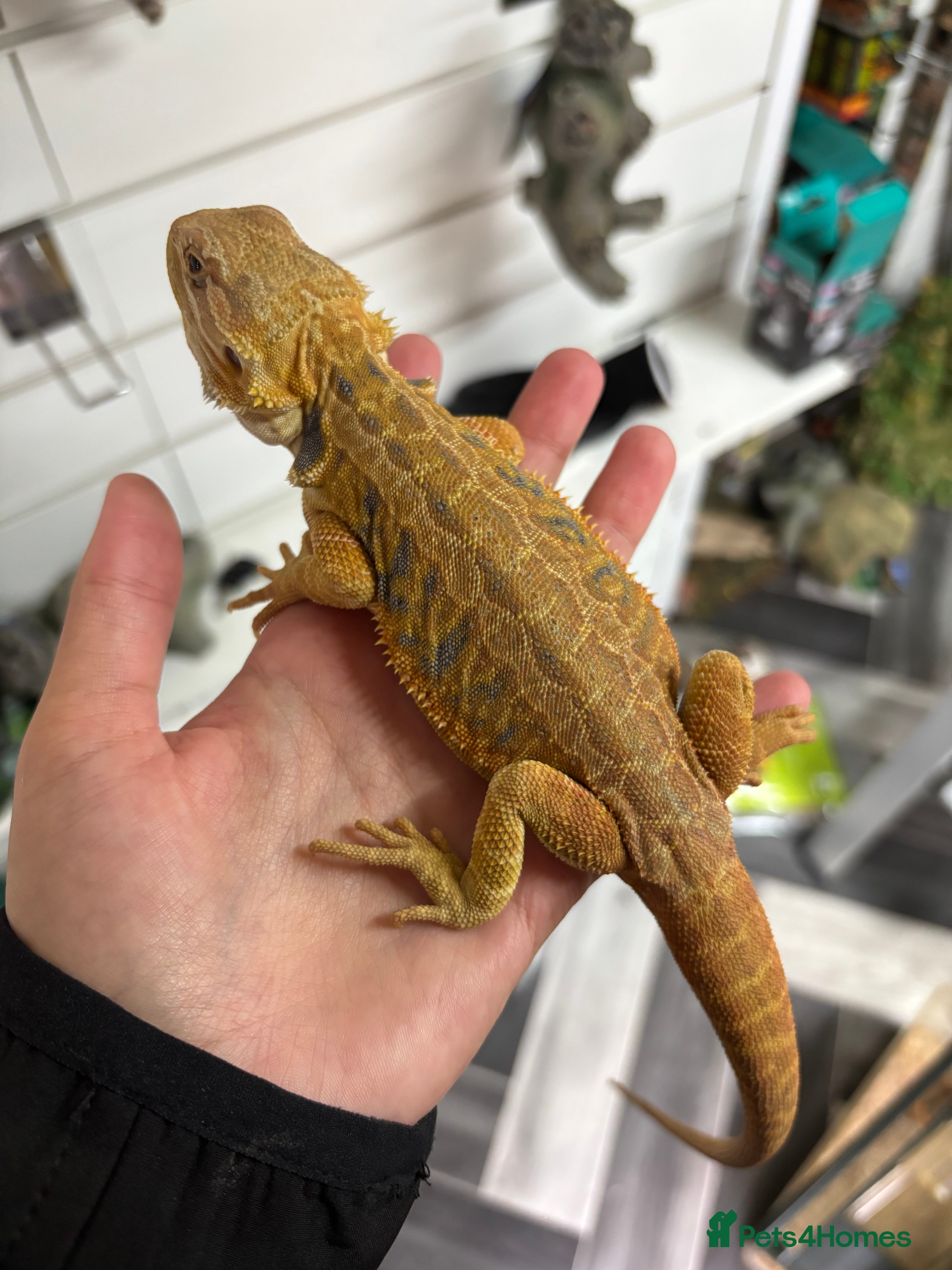 Bearded Dragon reptiles Hypo yellow blue bay bearded dragon female  - Advert 11