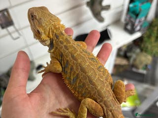 Bearded Dragon reptiles Hypo yellow blue bay bearded dragon female - Advert 7