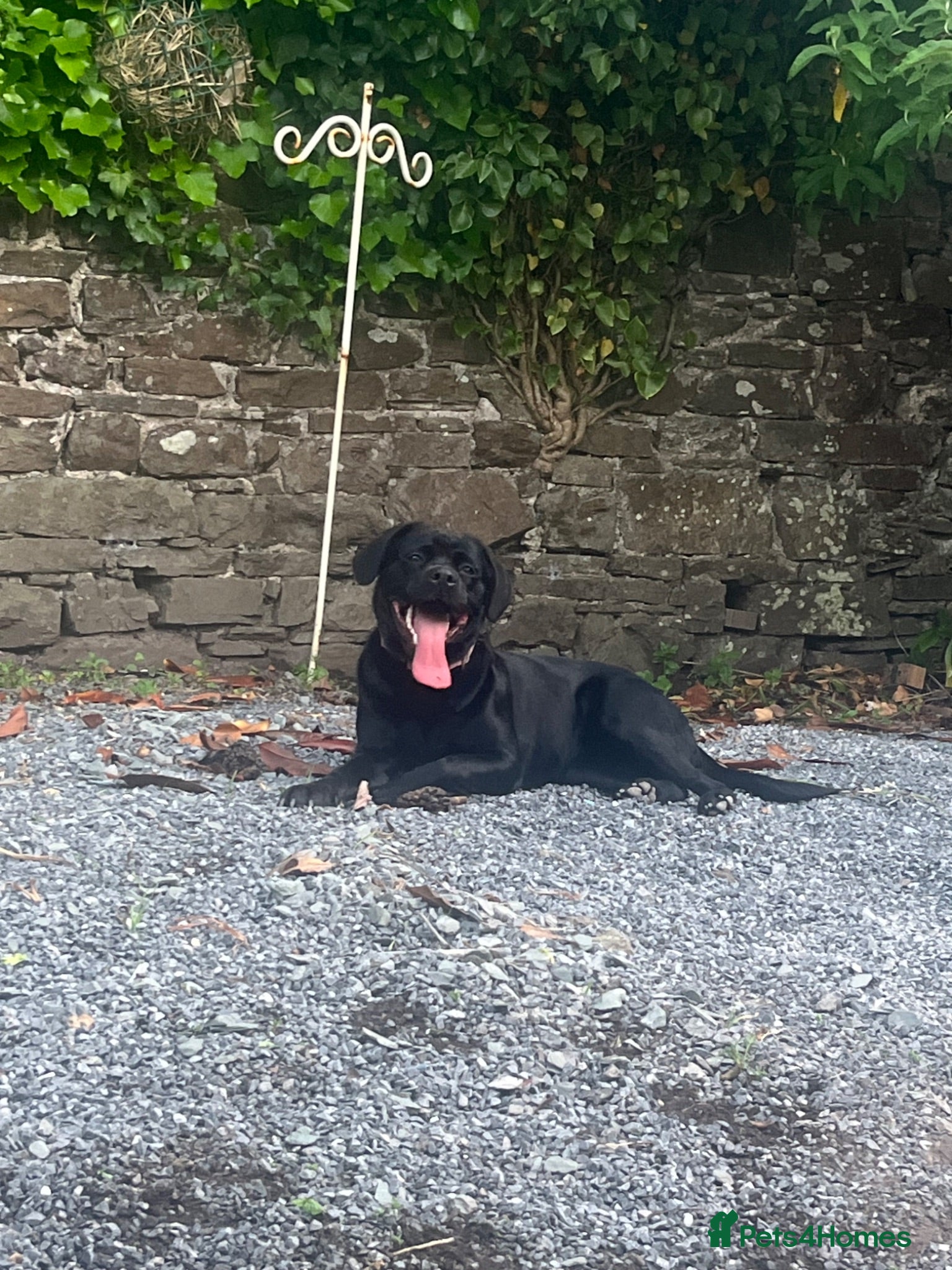 Mixed Breed dogs 1 year old rottador - Advert 1
