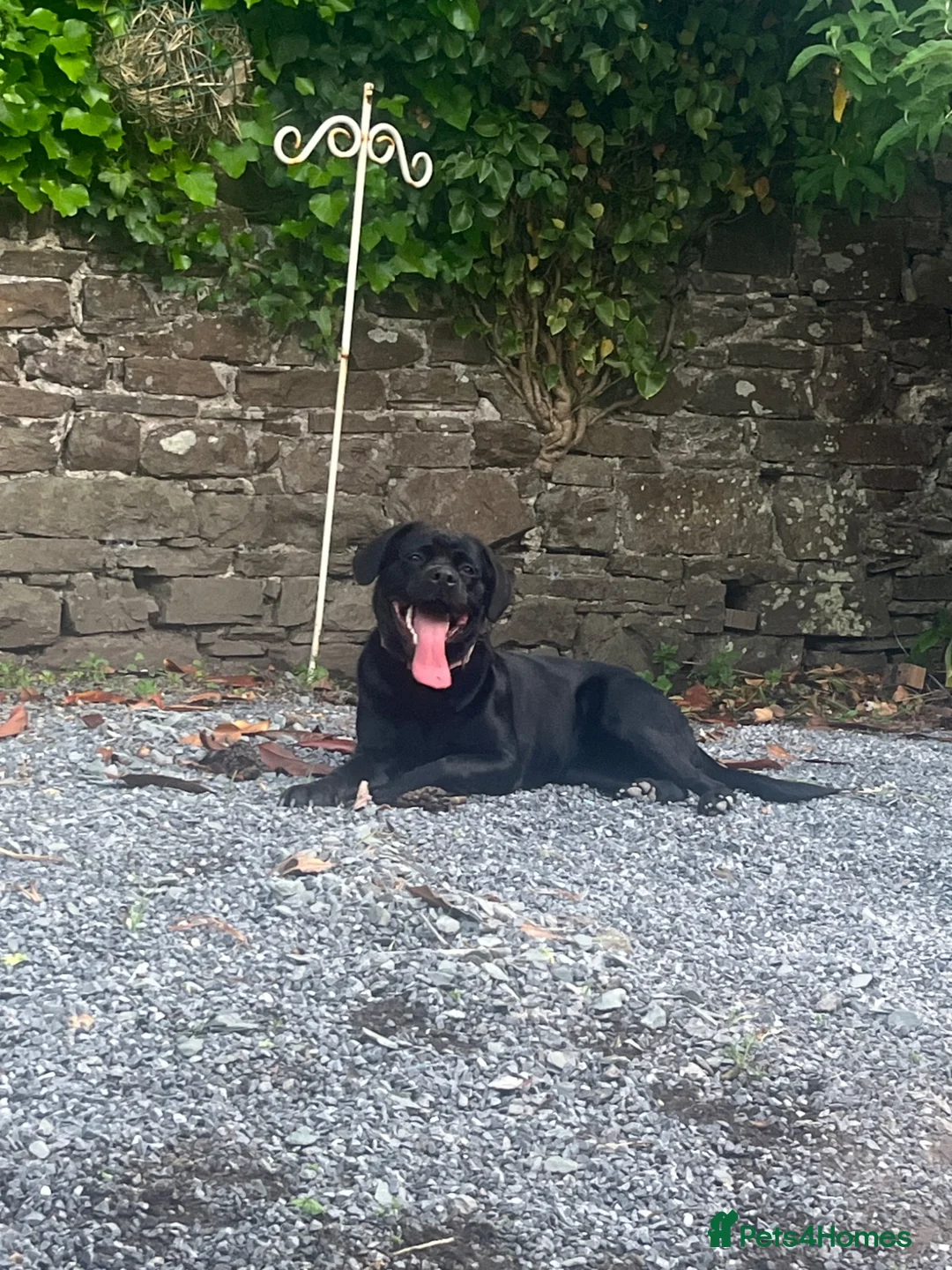 Mixed Breed dogs for sale: 1 year old rottador in Carmarthen - Advert 1
