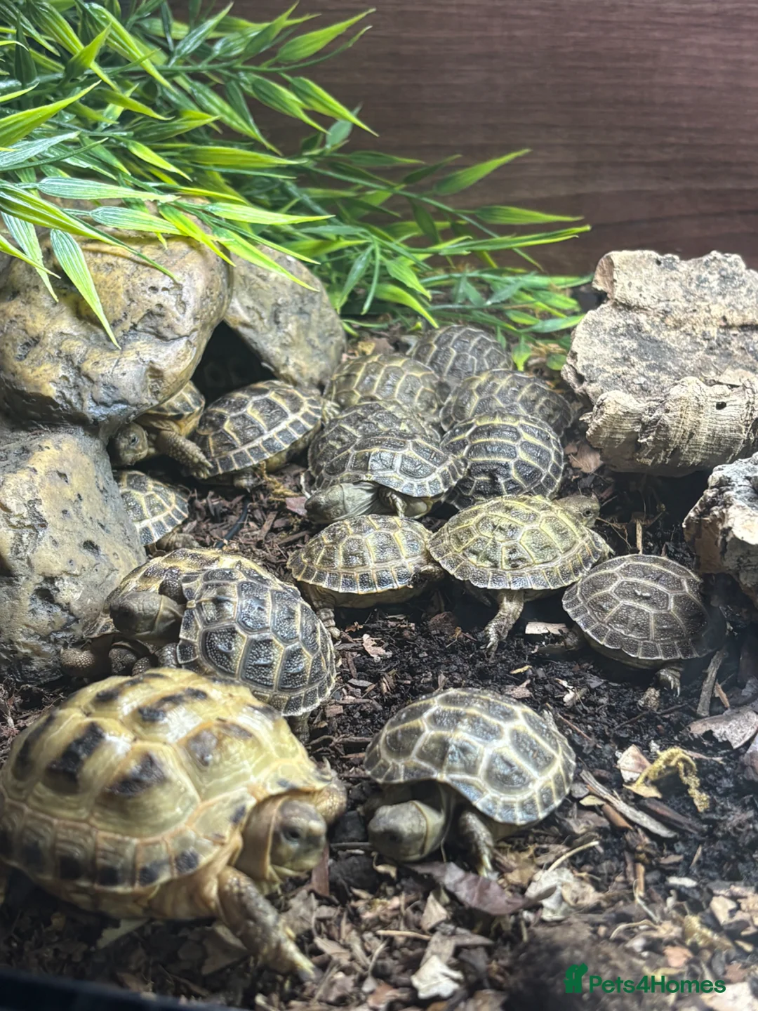 Tortoise reptiles for sale: Baby Horsfield Tortoises for sale - Advert 2
