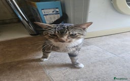 American Shorthair cats for sale: 1 Yrs old American Shorthair Male Cat Home Wanted  - Image 1