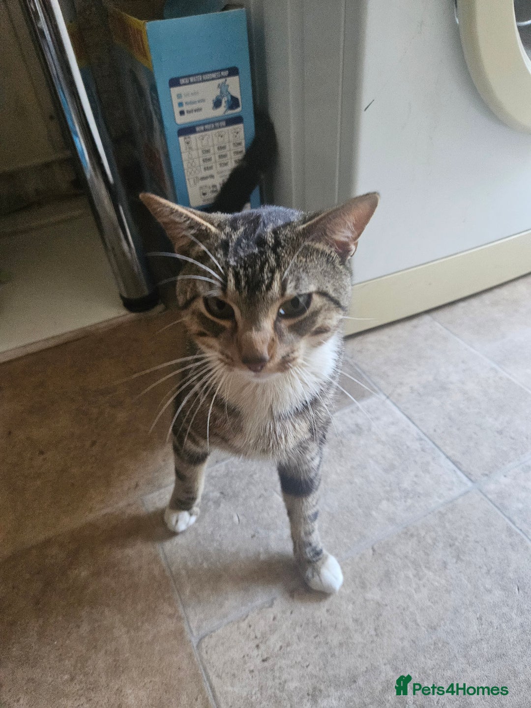 American Shorthair cats for sale: 1 Yrs old American Shorthair Male Cat Home Wanted  - Image 1