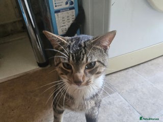 American Shorthair cats - Advert 32