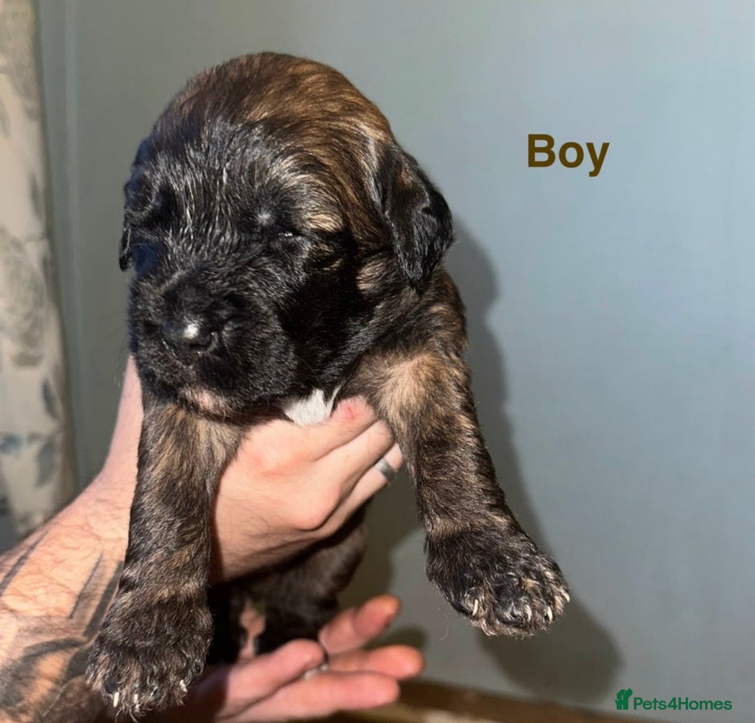 Saint Bernard dogs for sale: F1 St Berdoodle  - Image 8