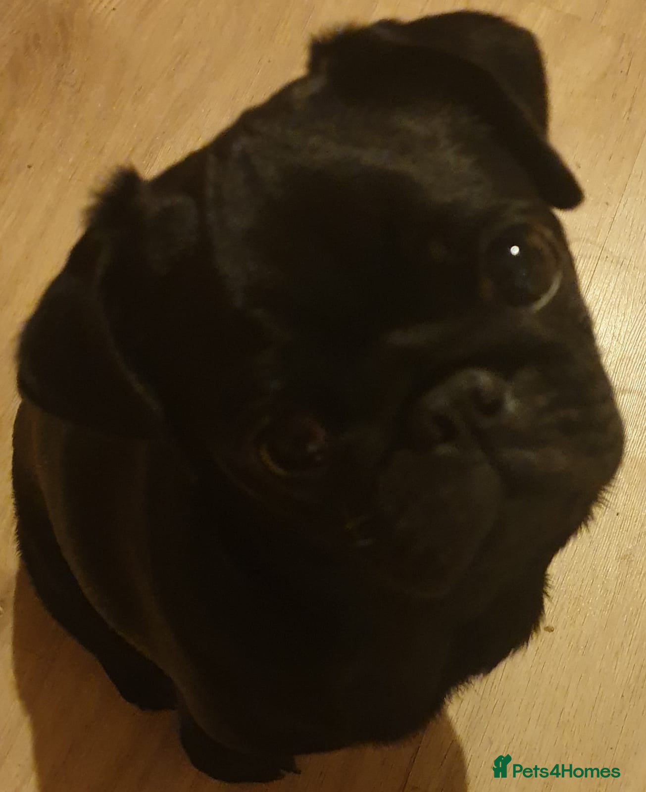 Pug dogs 10 Generation Pug kc registered male - Advert 3