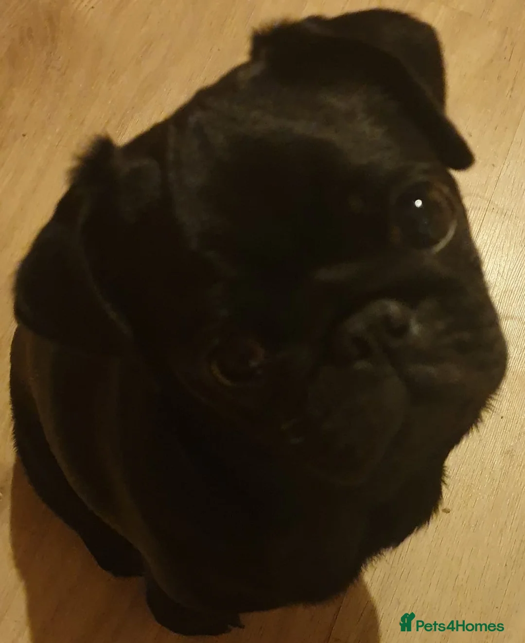 Pug dogs for sale: 10 Generation Pug kc registered male - Advert 1