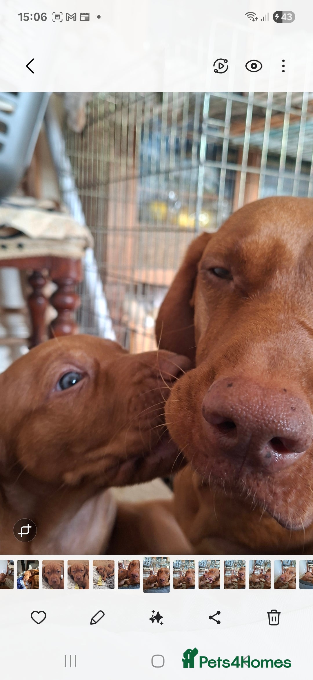Hungarian Vizsla dogs for sale: Hungarian vizsla  - Image 18